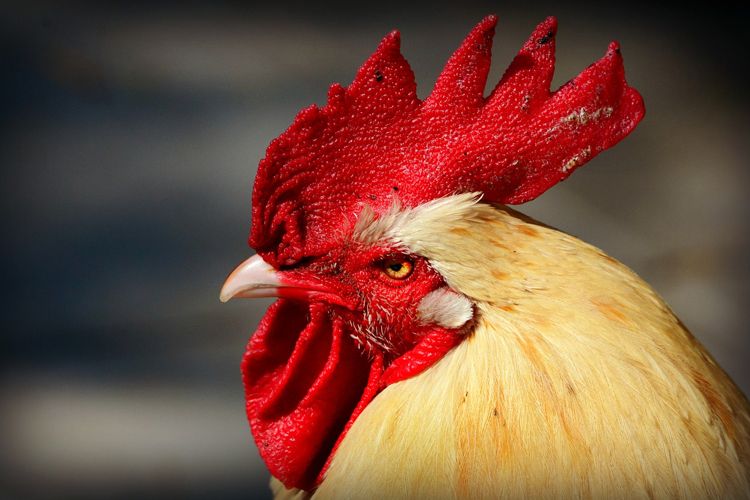 Rooster's Loud Crowing Triggers Legal Battle Between Neighbors