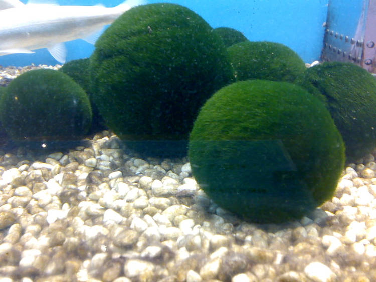 Marimo The Extremely Rare Algae Balls That Make Great LowMaintenance