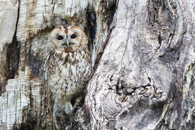 Japanese Fruit Farmers "Employ" Owls as Pest Control