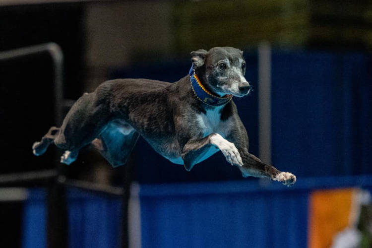 Meet Spitfire, the Michael Jordan of Dock Diving Dogs