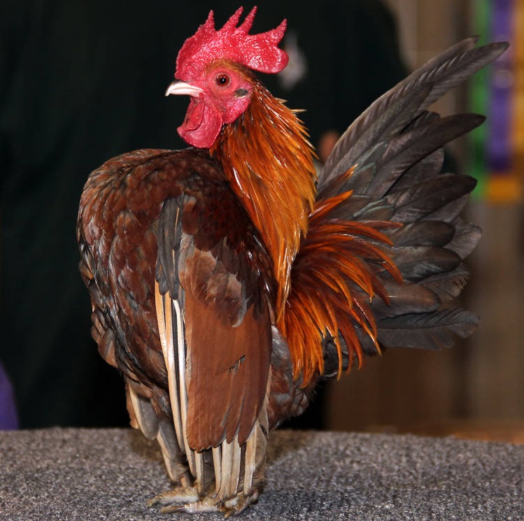 The World’s Smallest Chicken Breed Is Also the Most Pompous