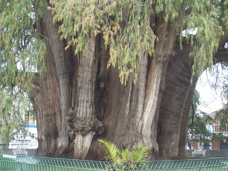 Mexico’s Tule Tree Has the World’s Thickest Trunk, And It’s Still