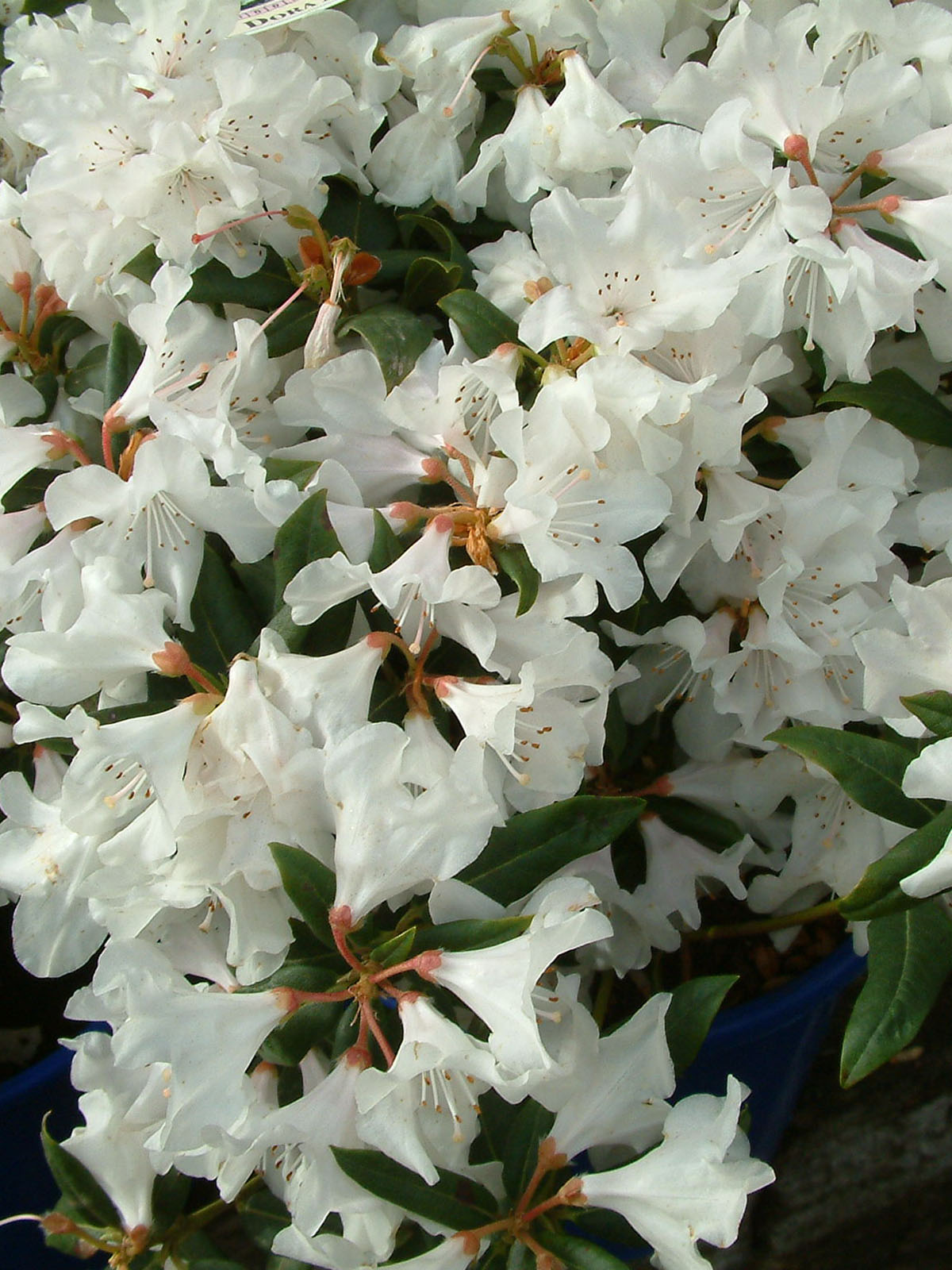 Oderings Garden Centres Shrub Rhododendron Dora Amateis