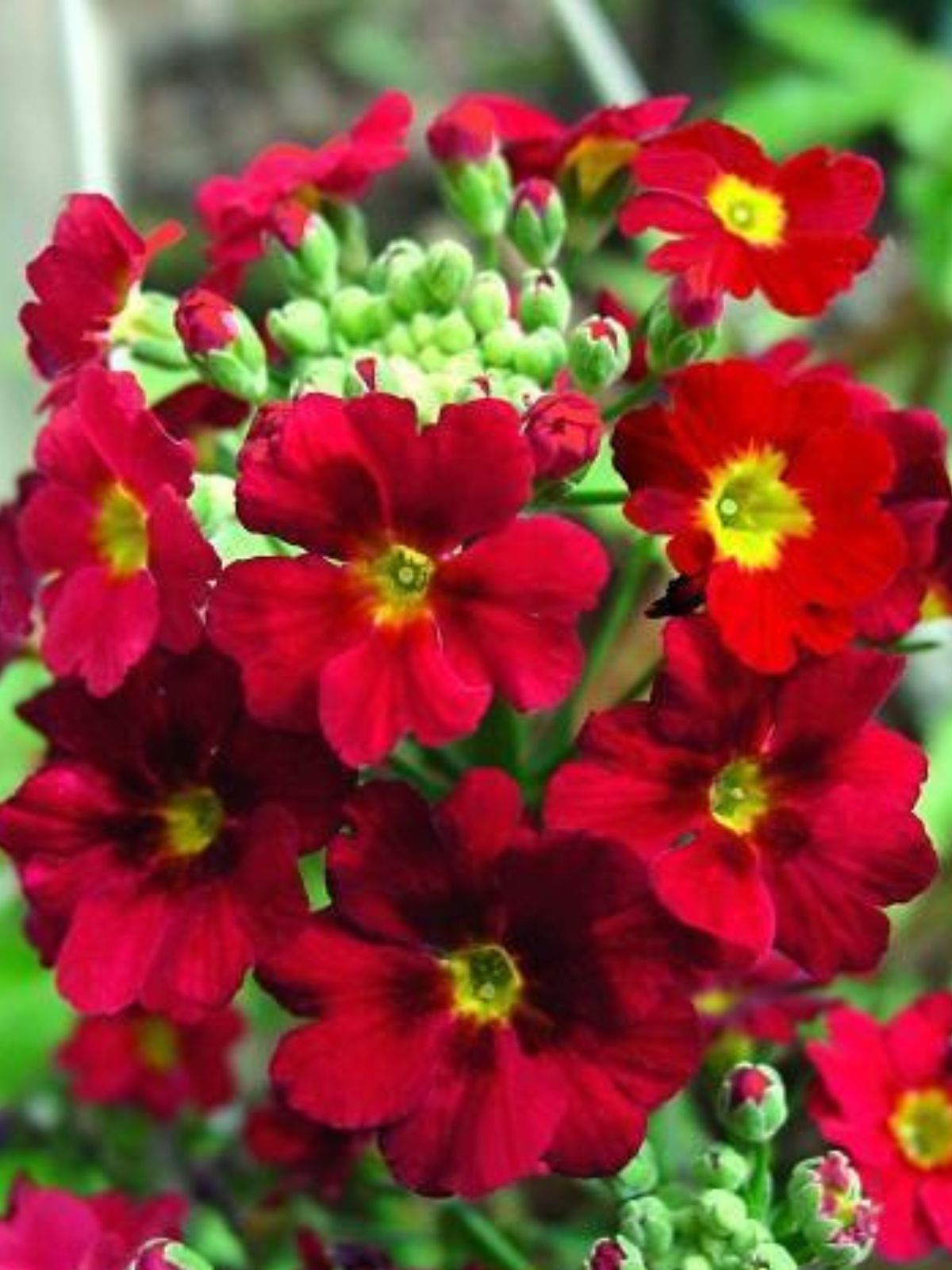 Oderings Garden Centres Bedding Primula Wine Glow