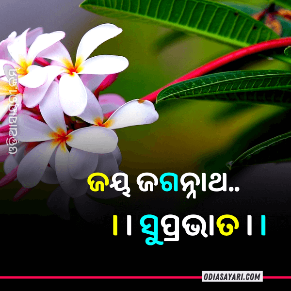 Top 10 Odia Good Morning Shayari Image [June 2024] » Odia Shayari