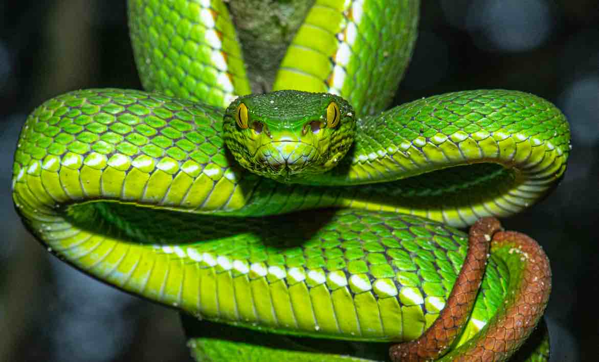 RedTailed Pit Viper, A New Snake Record For Odisha; Sighted At