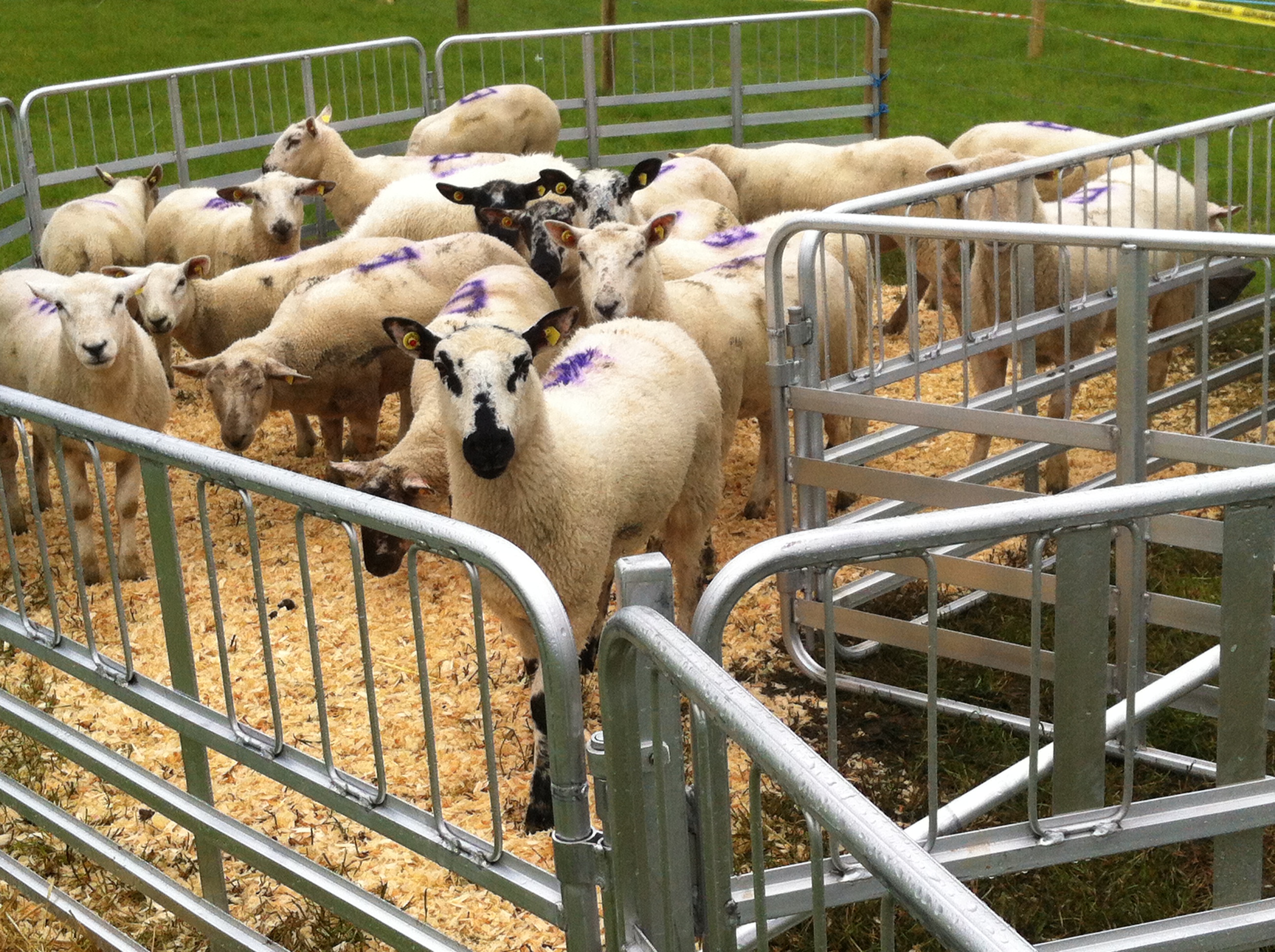 Lambing Season O' Donovan Engineering