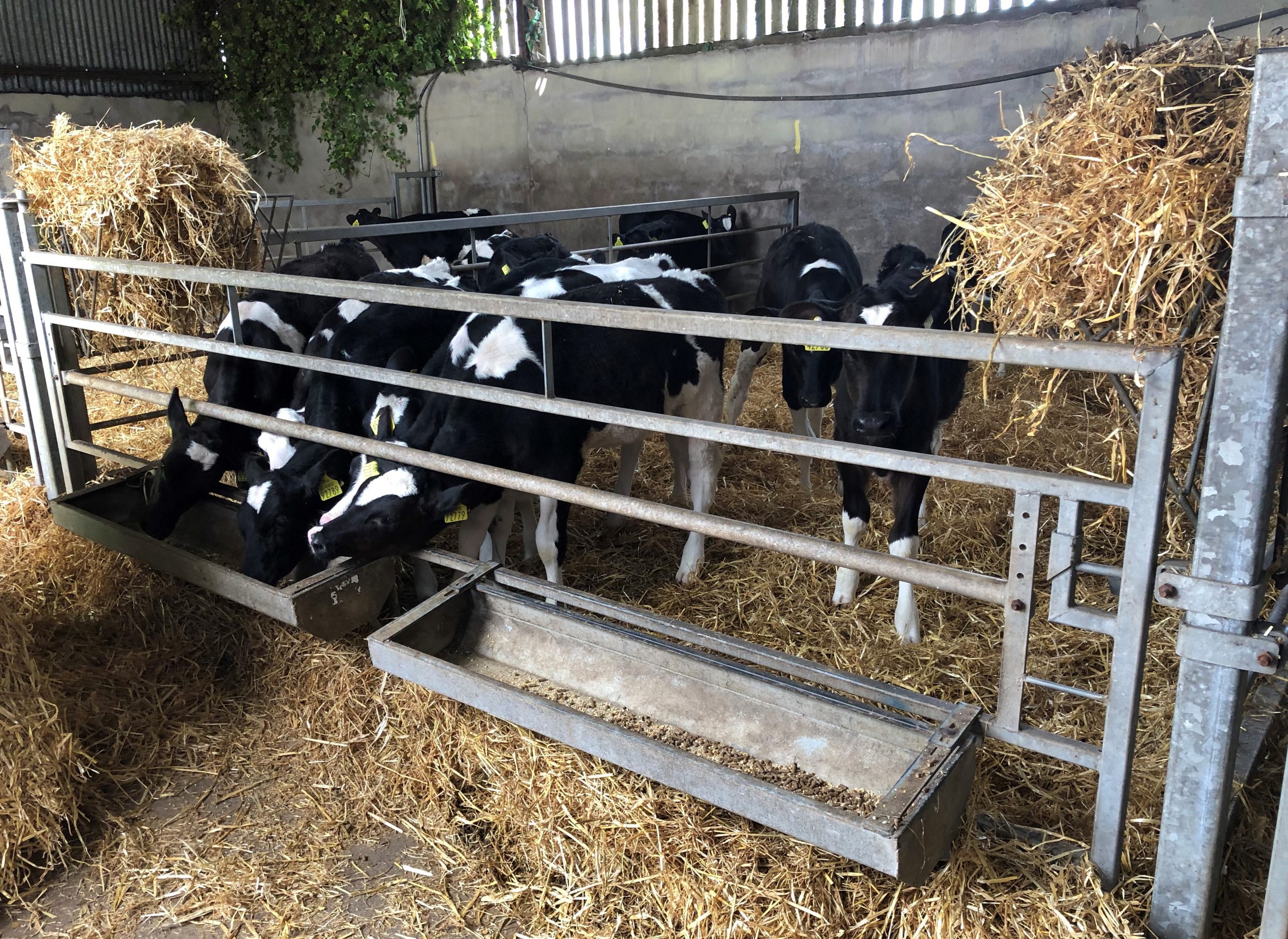 Calf Feed Barriers O' Donovan Engineering horizontal and diagonal