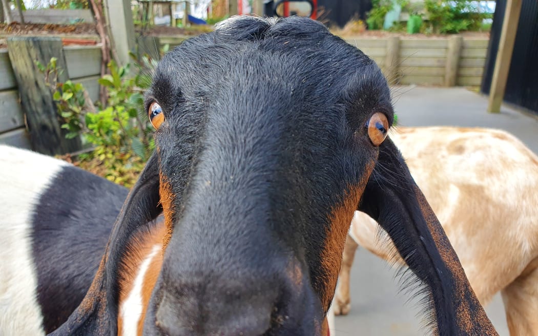 Stock truck driver fined for throwing goats down ramp Star News