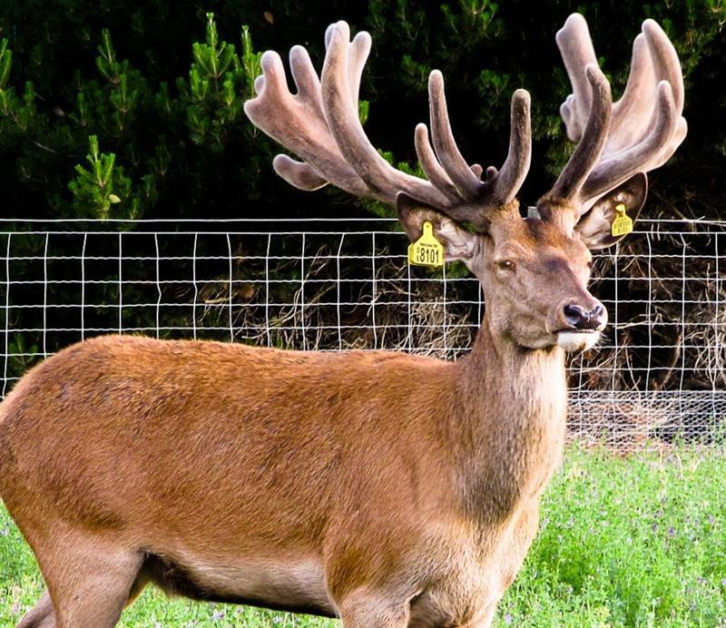 Stag auction on site and online