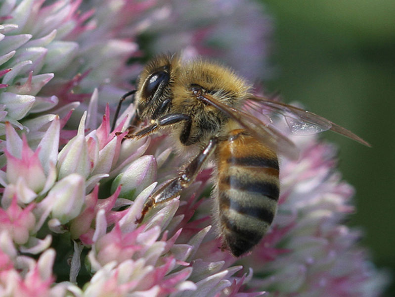 Themenseite Das Leben der Bienen ökoLeo Umwelt und