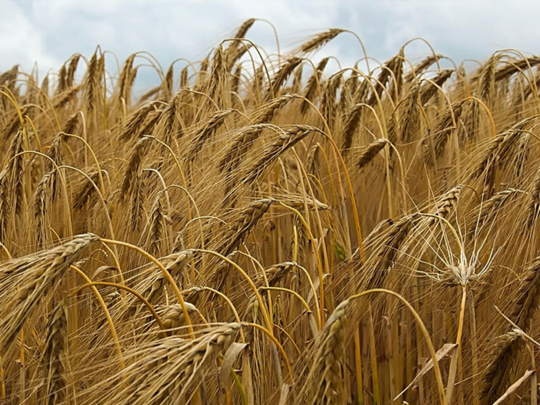 Fotoserie So erkennst du die Getreidesorten auf dem Feld