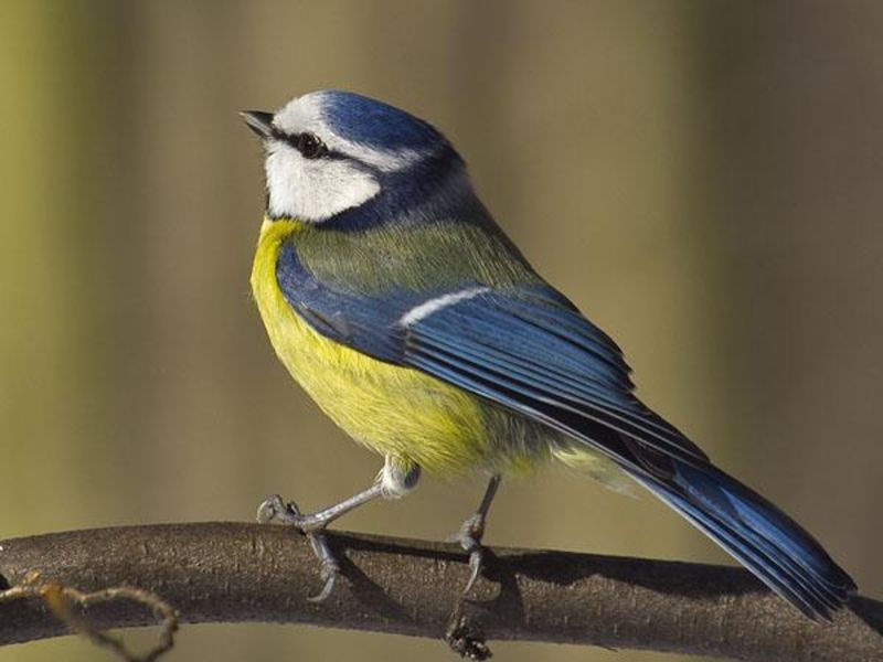 Vögel bestimmen ganz einfach mit einer App ökoLeo