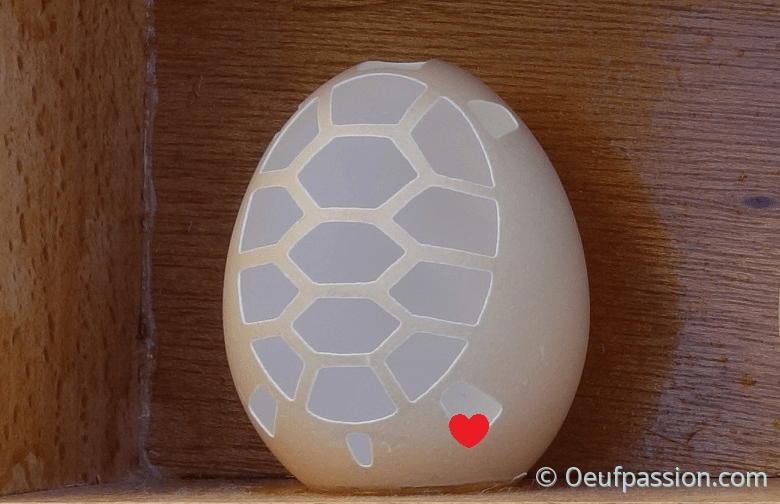 L'oeuf tortue Oeuf passion