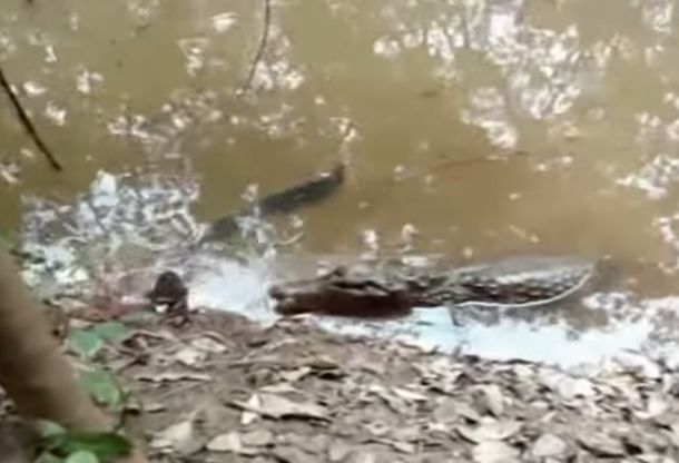 electric eel kills caiman