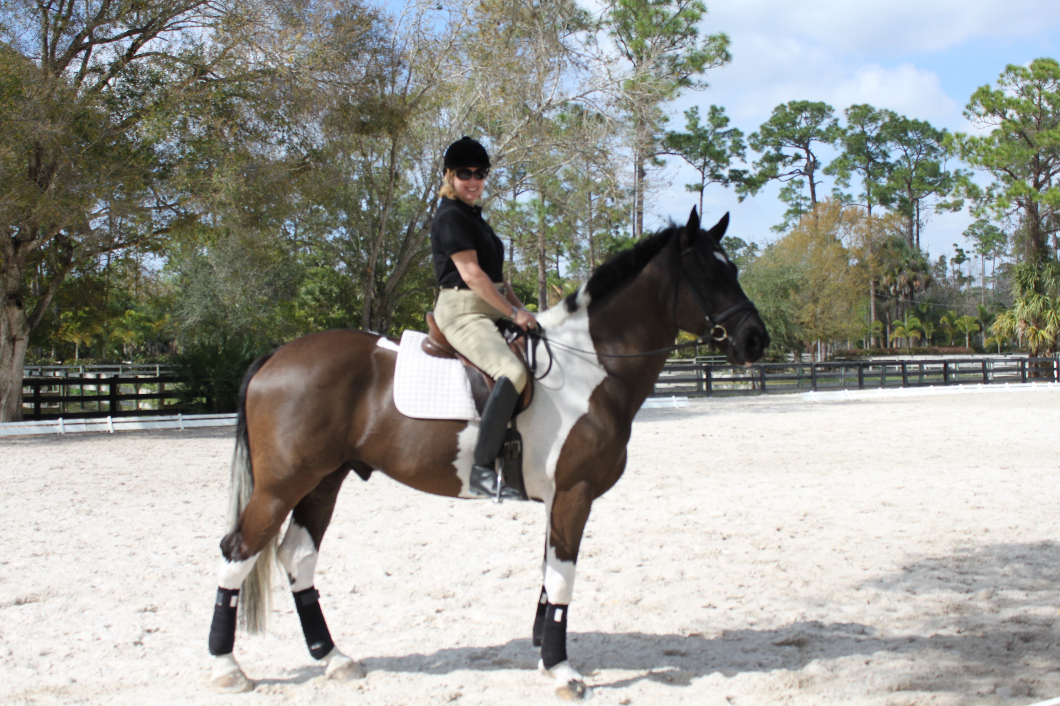 Buying a beginner Dressage horse for a Client « Offield Farms