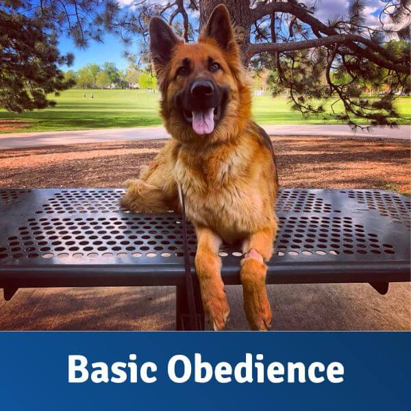 Basic Obedience OffLeash Colorado