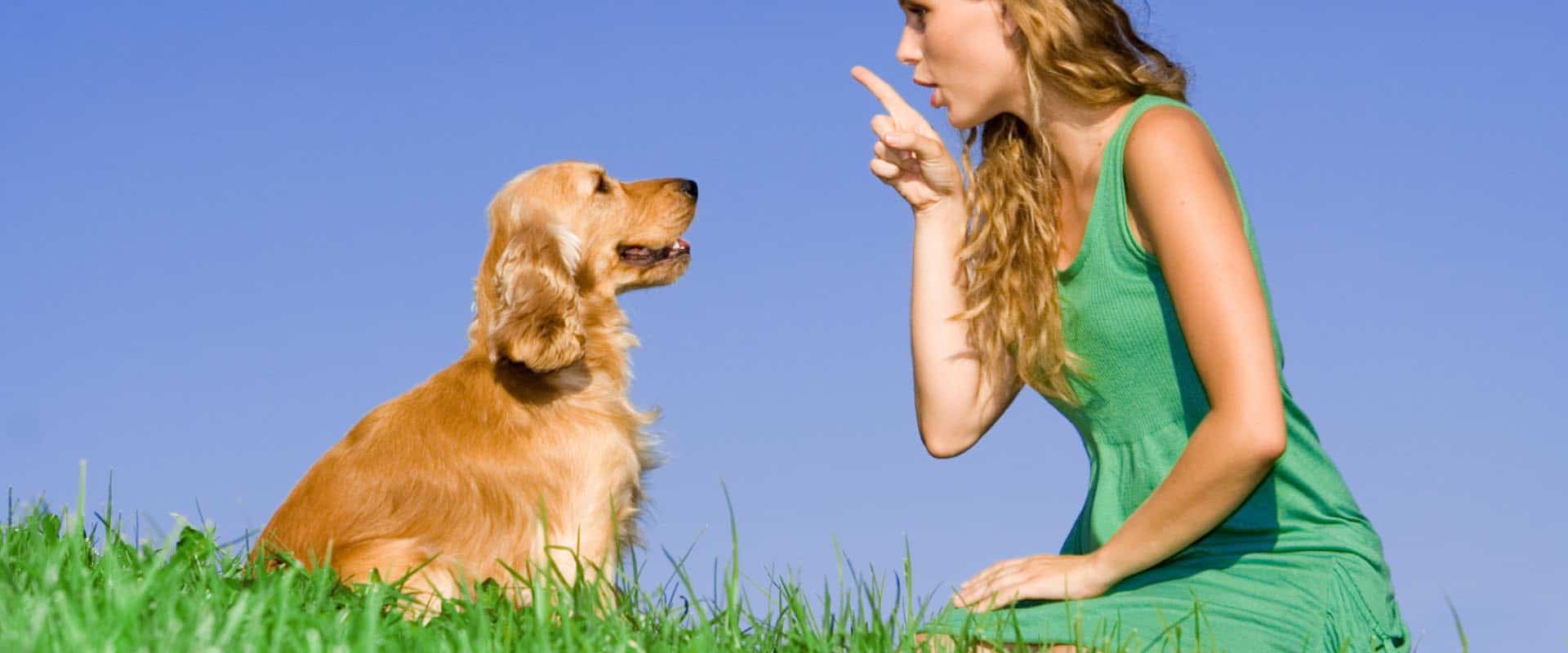 Dog Trainer Tampa Dog Board & Train Tampa Off Leash K9 Training