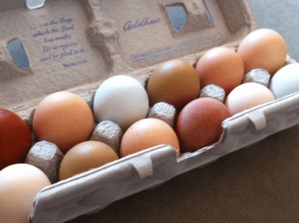 7 Tips For Keeping Backyard Chicken Eggs Safe To Eat Off The Grid News