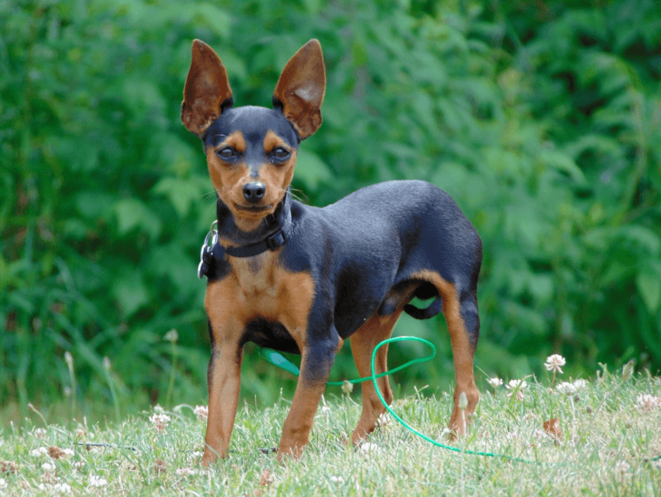 A Miniature Pinscher Is a Big Dog in a Small Body 🐶 Off The Leash