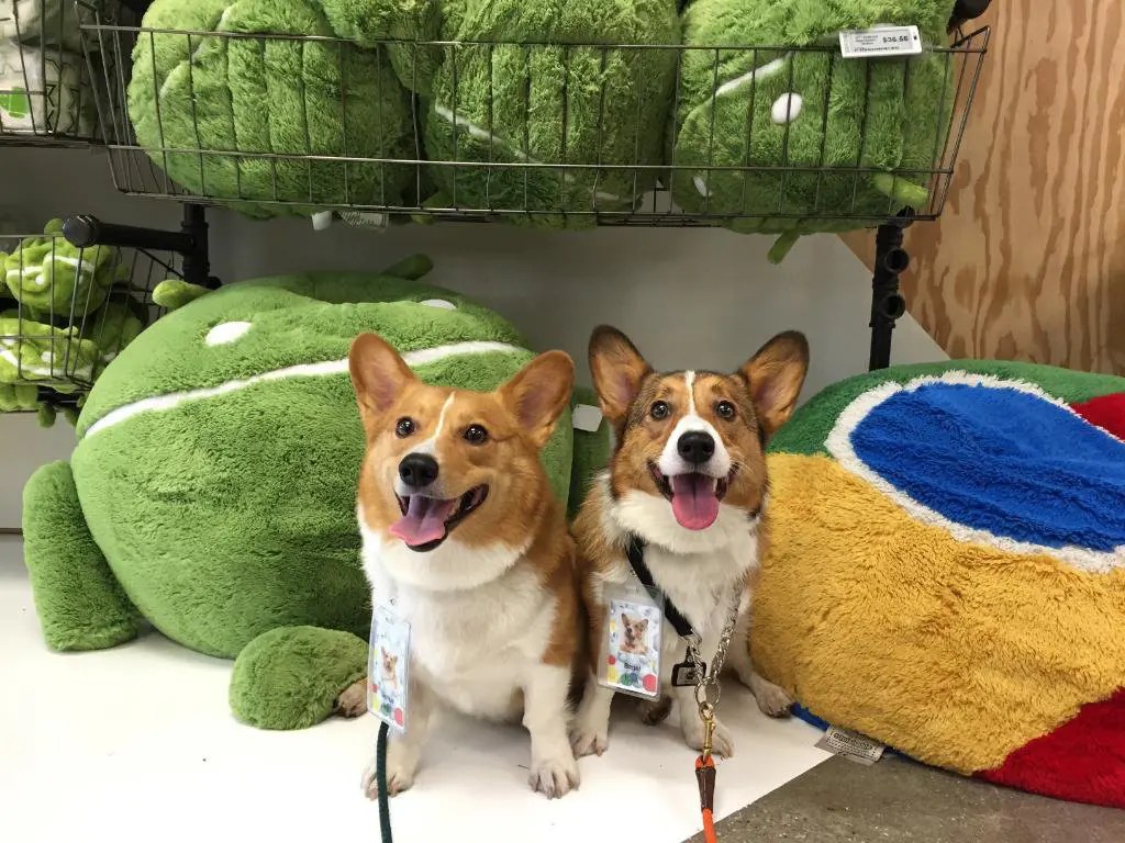 Can You Bring Dogs To Work At Google