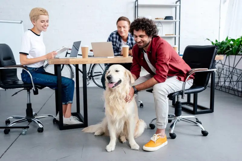 The dogfriendly office foolproof tips 🐶 Off The Leash
