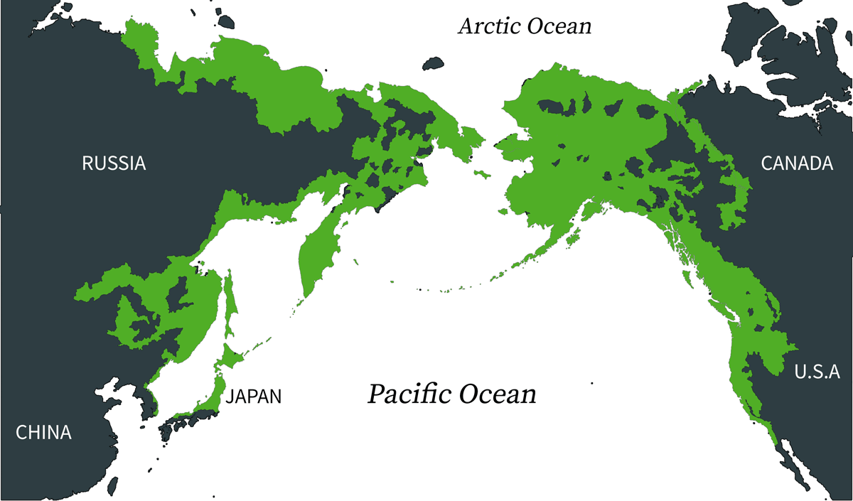 Pink salmon in Ireland pink invaders Off the Scale magazine