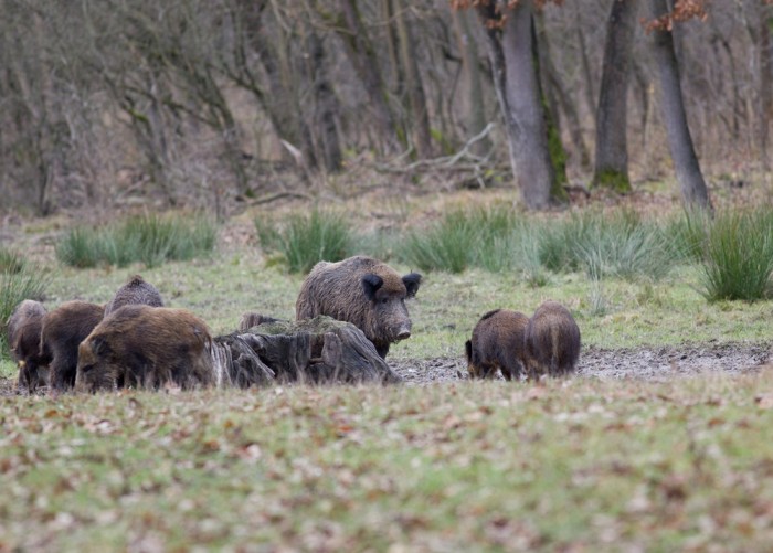 oklahomawildhog Oklahoma Feral Swine Control Association