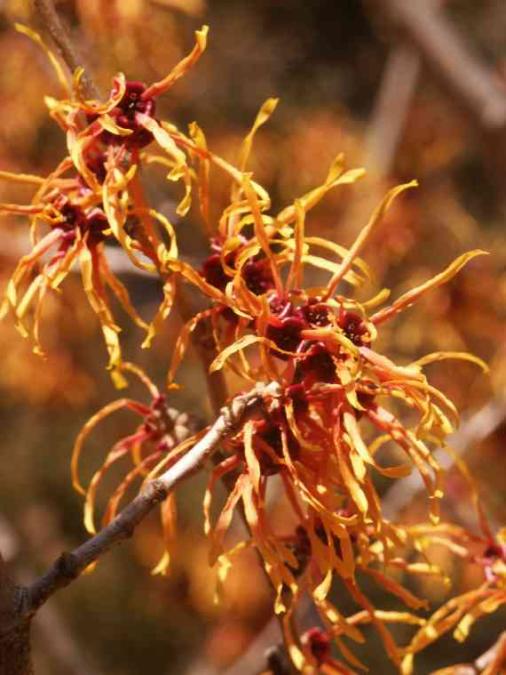 Trees Ogden's Design and Plantings