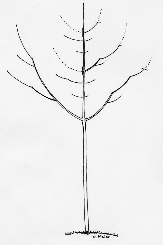 Obstbaumschnitt OGV MÃ¶ssingen e. V.