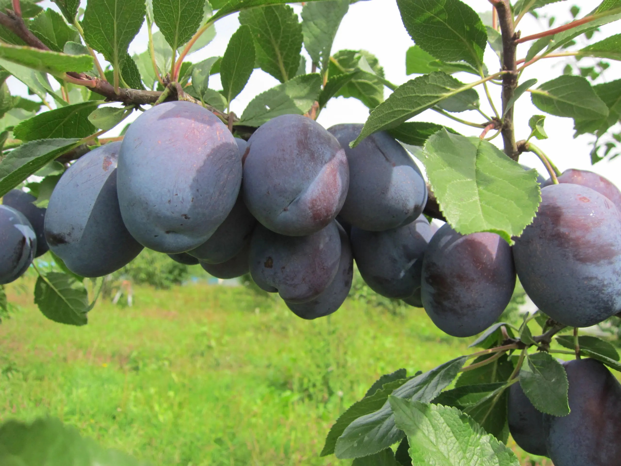 About the date of the end of cherry picking and the timing of fruit picking Ohashi Cherry Farm