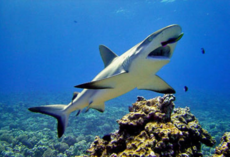 Scuba Diving in Hawaii Big Island Scuba Diving Big Island Scuba