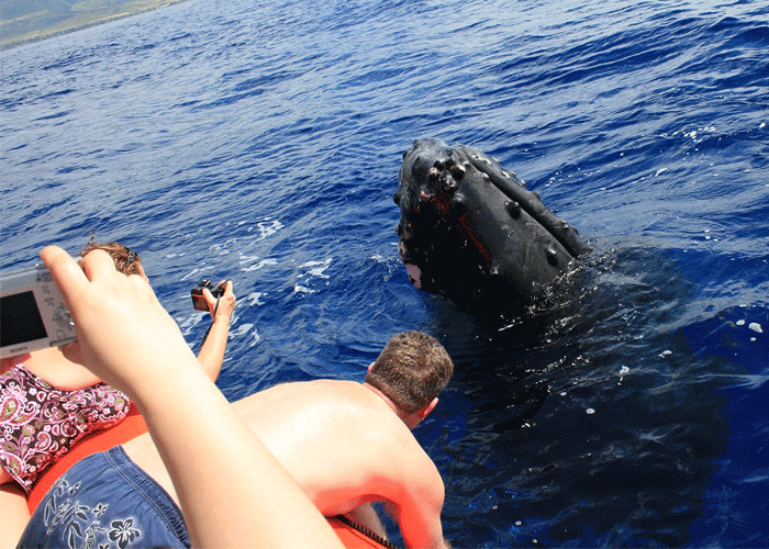 Captain Steve's Raft Whale Watching Specials Discount Captain Steve's