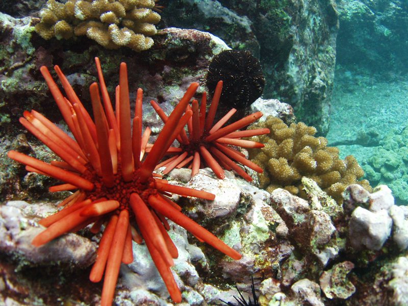 Glass Bottom Boat Adventure Reefdancer Glass Bottom Boat Lahaina