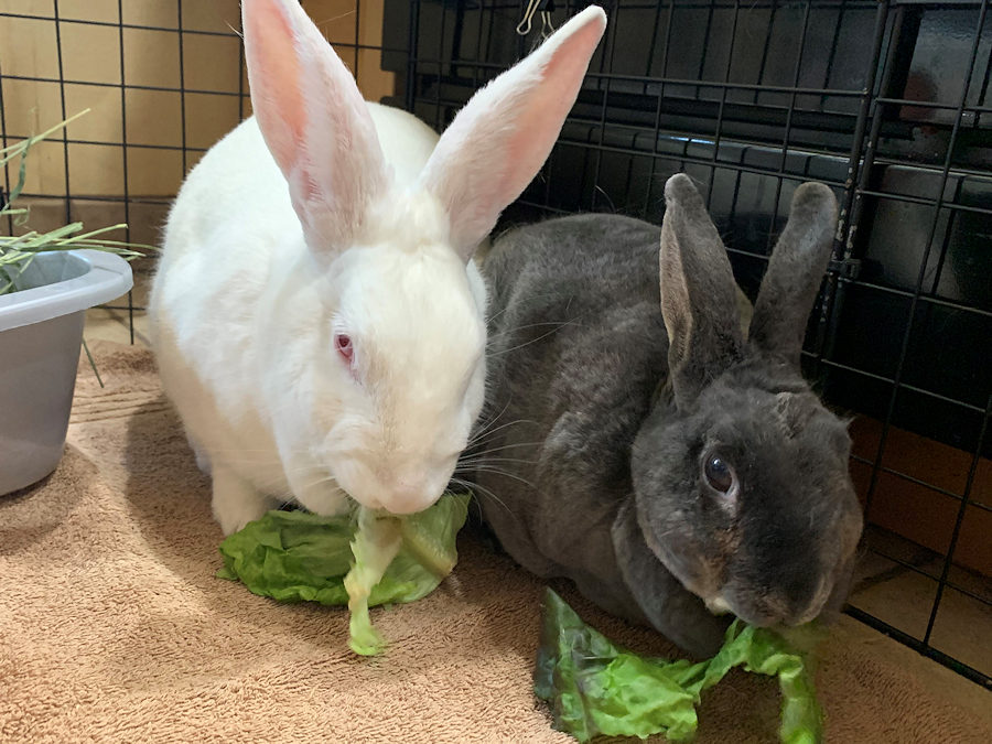 Iris Buckeye House Rabbit Society