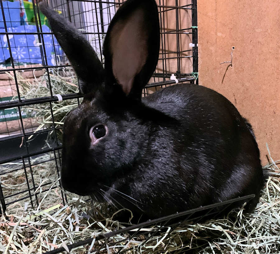 Indigo Buckeye House Rabbit Society