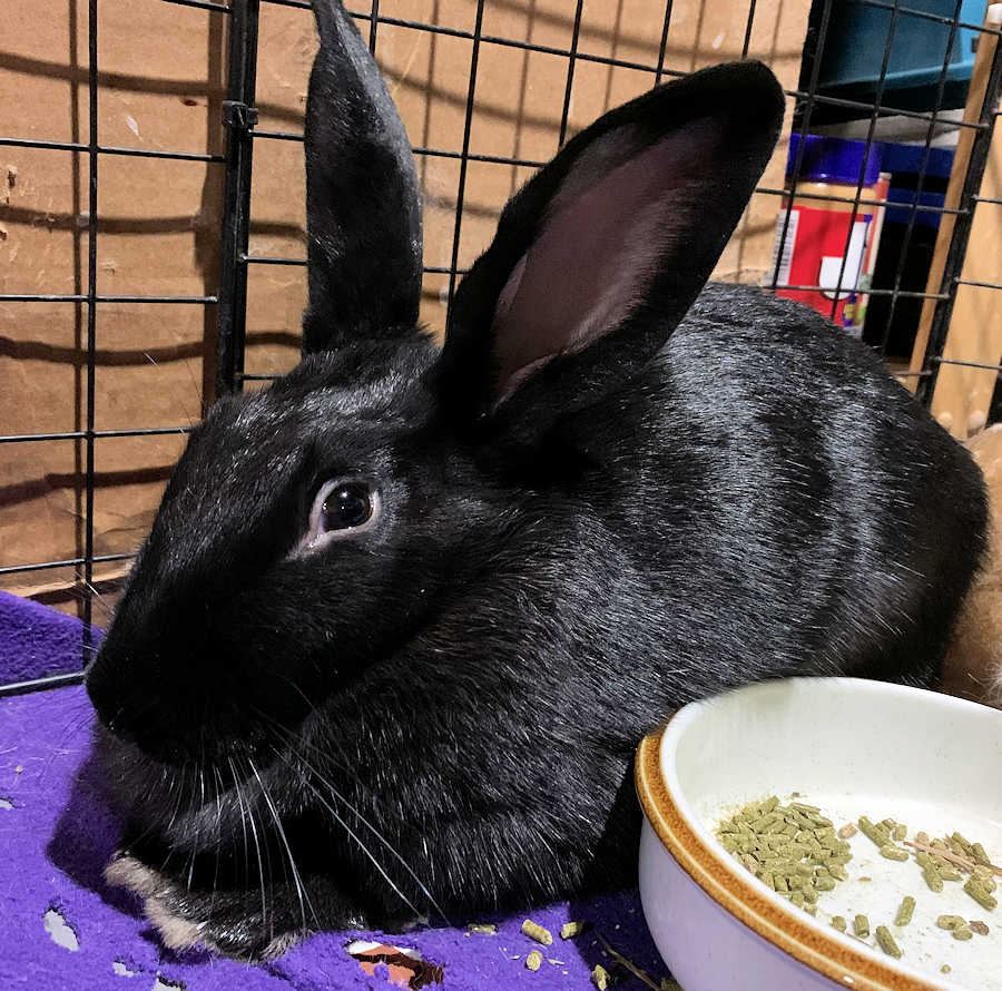Indigo Buckeye House Rabbit Society