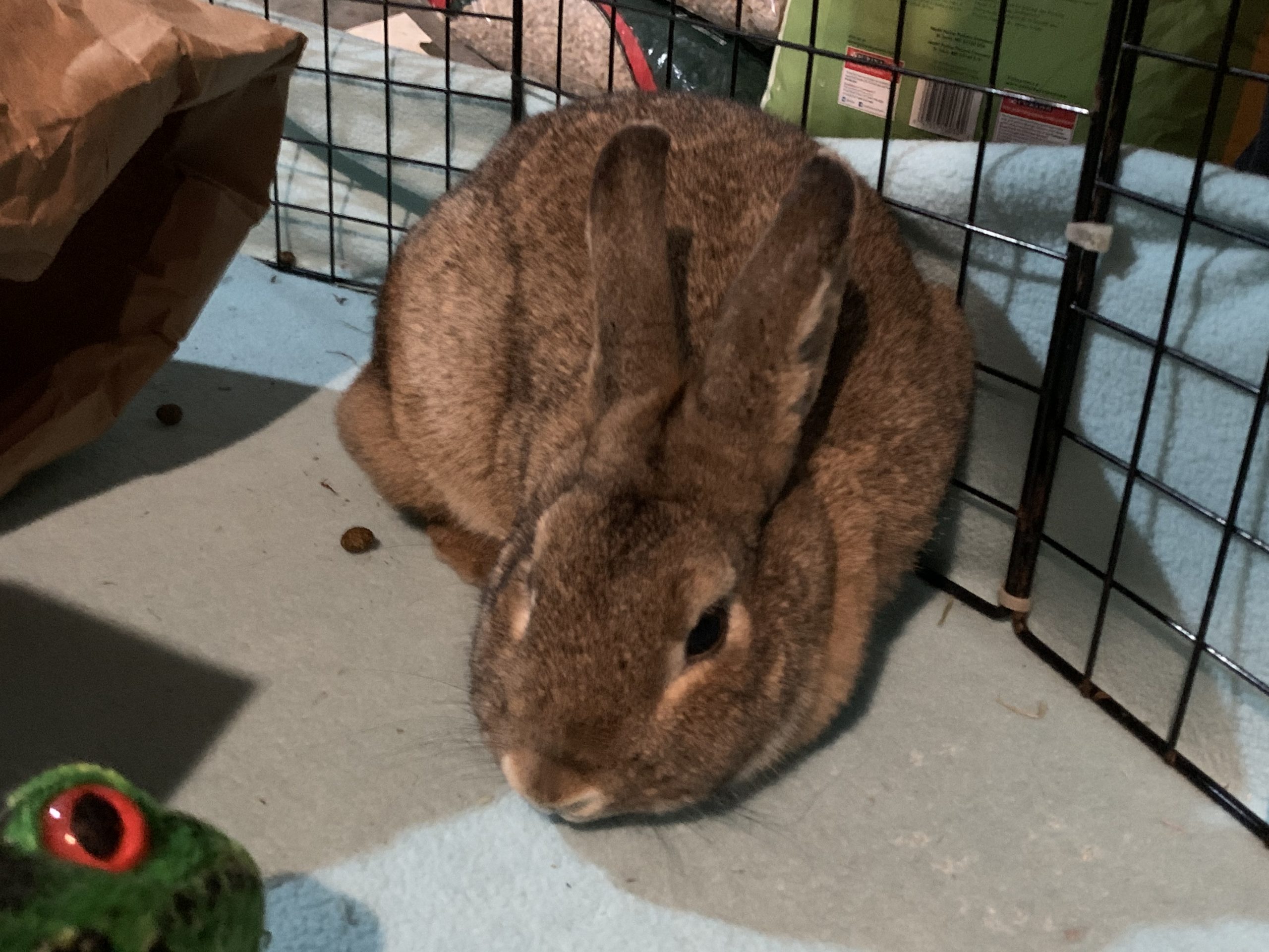 Chewy Buckeye House Rabbit Society