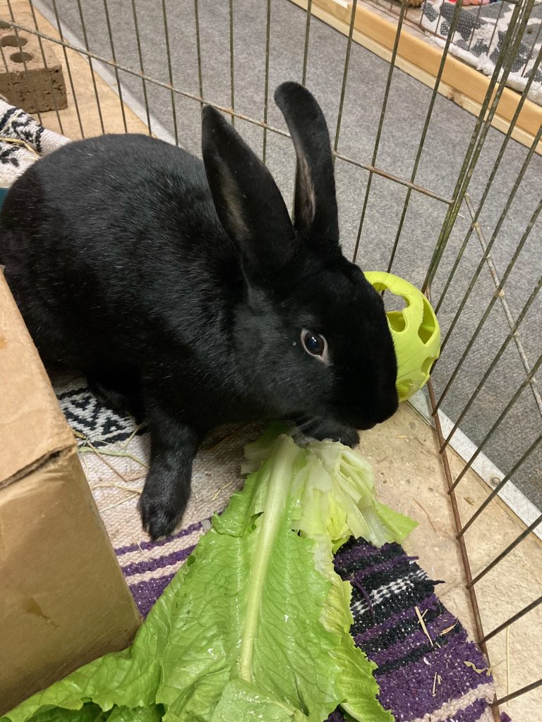 Buckeye House Rabbit Society Helping rabbits in Ohio since 1997