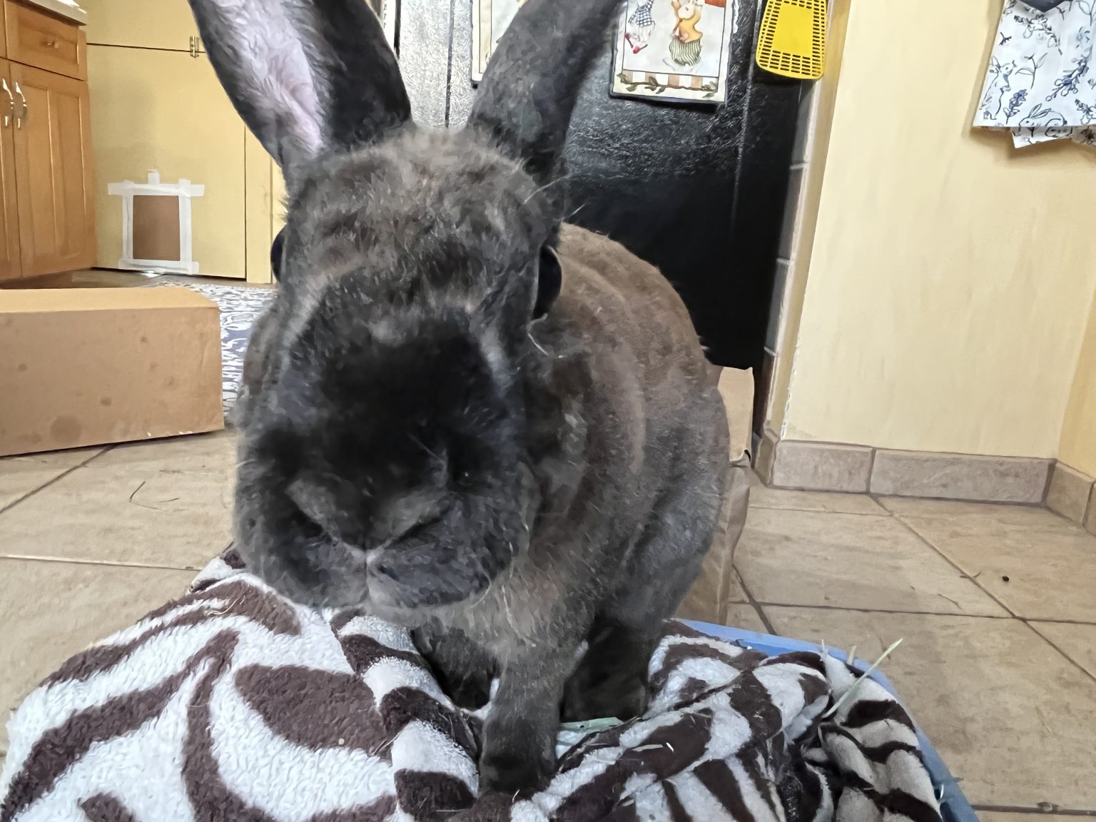 Buckeye House Rabbit Society Helping rabbits in Ohio since 1997