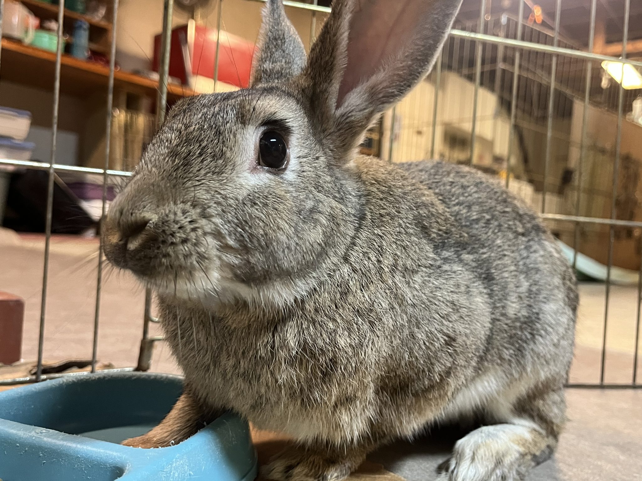Buckeye House Rabbit Society Helping rabbits in Ohio since 1997