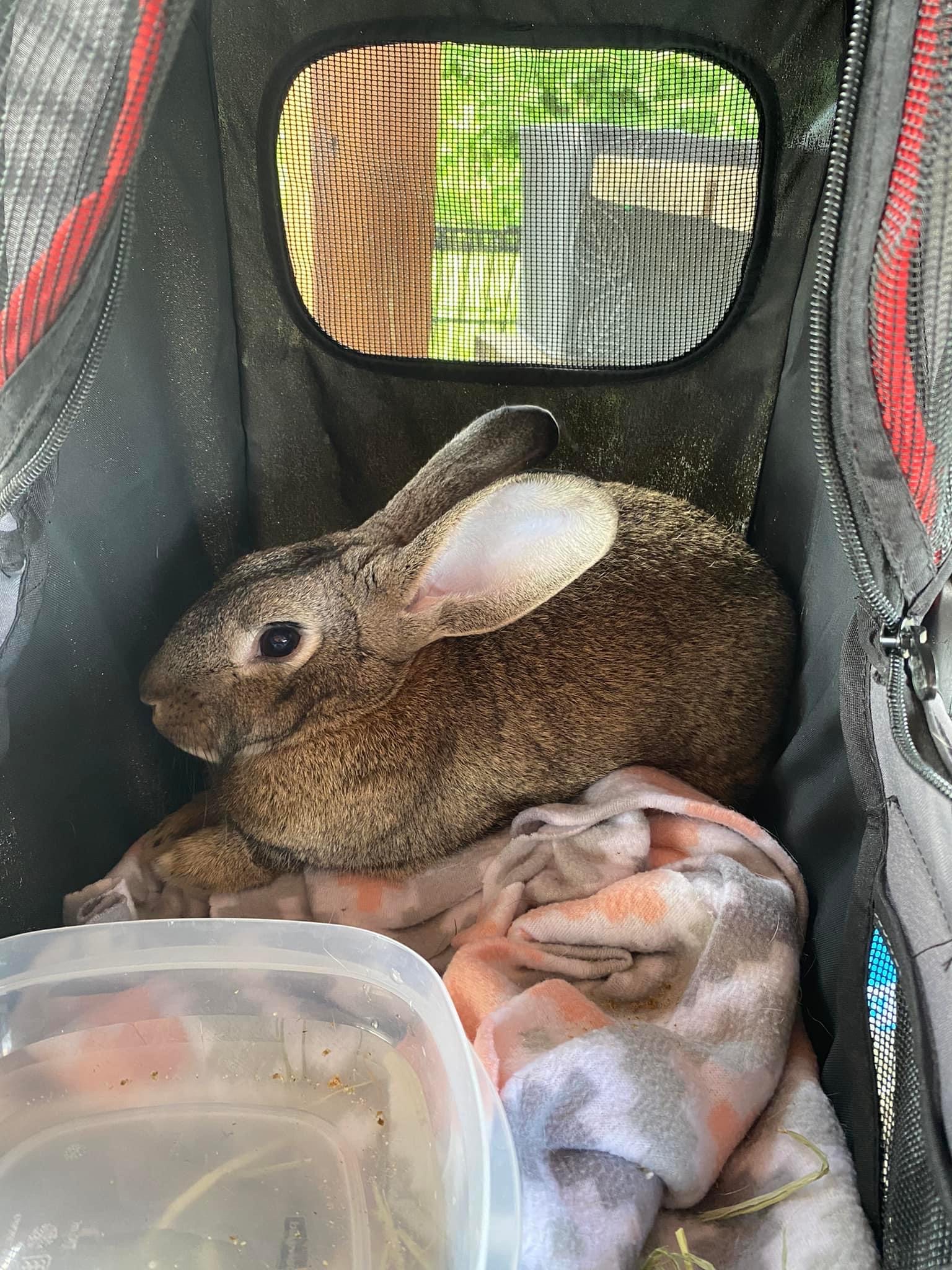 Buckeye House Rabbit Society Helping rabbits in Ohio since 1997