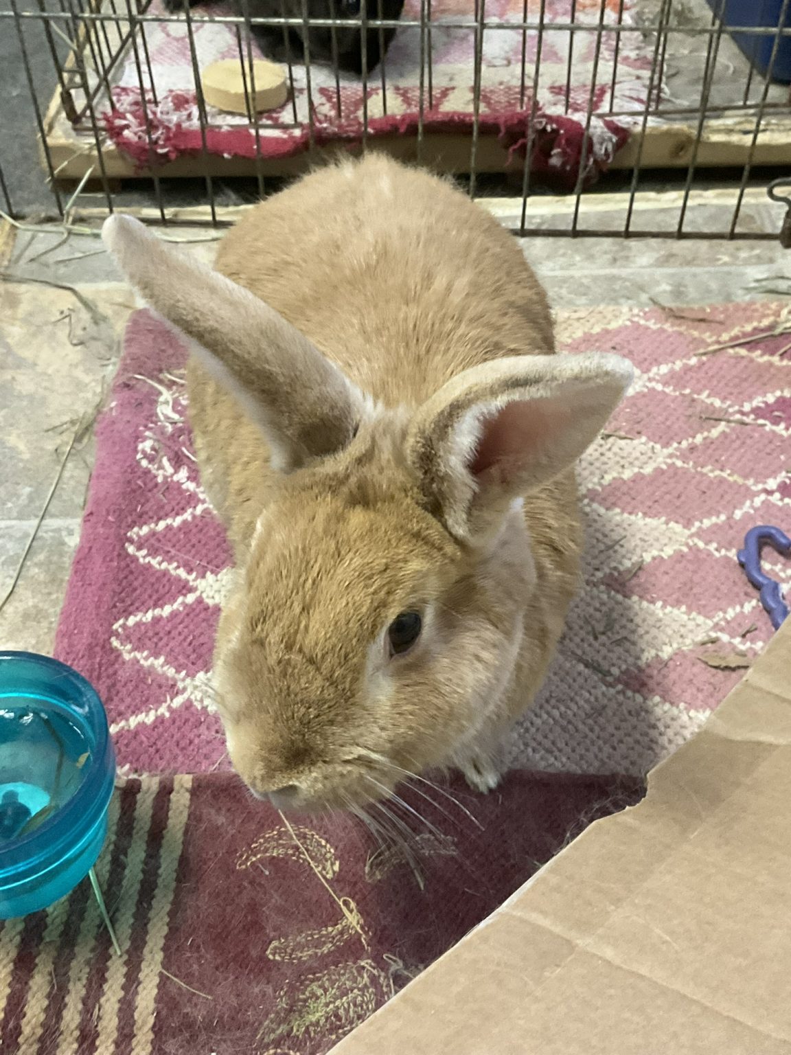 Buckeye House Rabbit Society Helping rabbits in Ohio since 1997