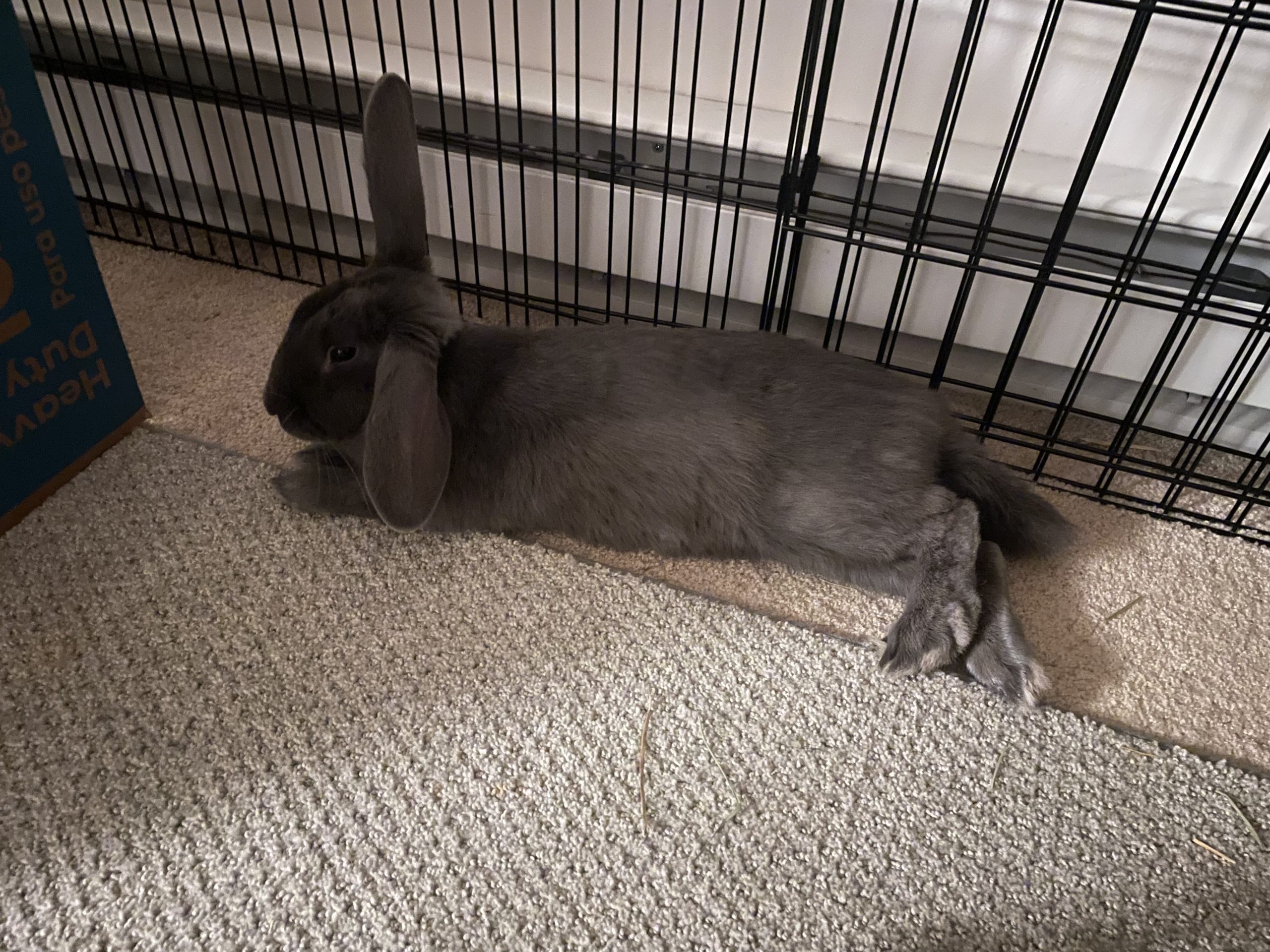 Buckeye House Rabbit Society Helping rabbits in Ohio since 1997