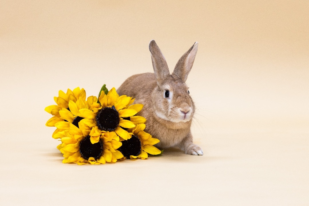 Noodles Buckeye House Rabbit Society