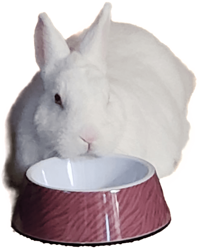 Happy Thanksgiving! Buckeye House Rabbit Society