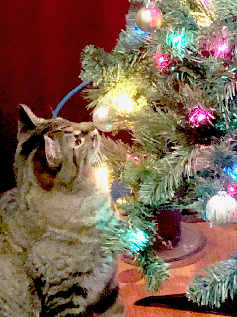 Seven Safety Tips for LED Holiday Lights OHER Blog