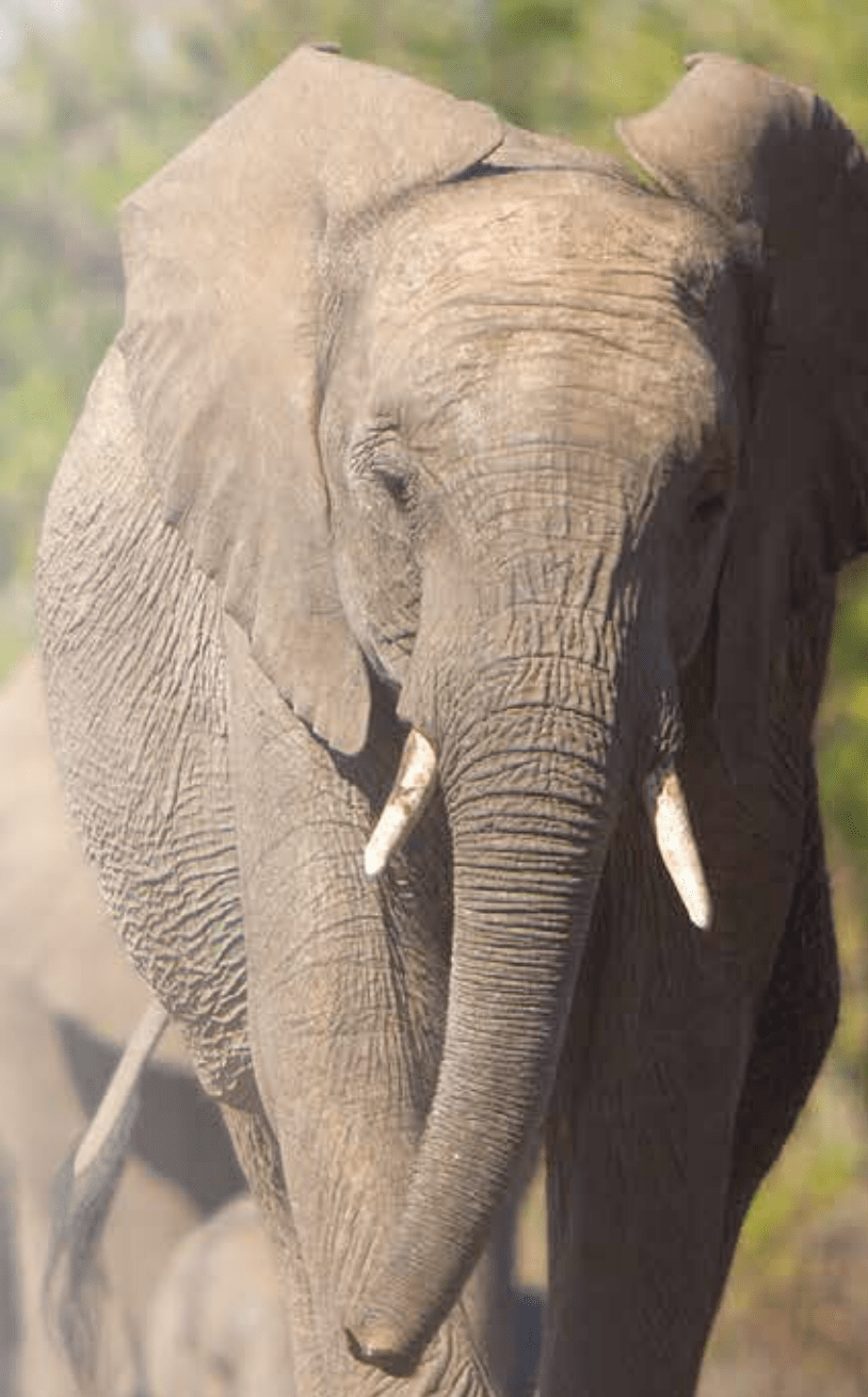 An elephant’s journey How the laws and regulations affecting zoos have