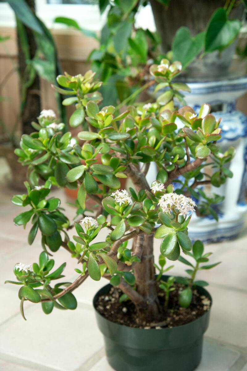 41 Best Plants for South Facing Windows + Growing Tips