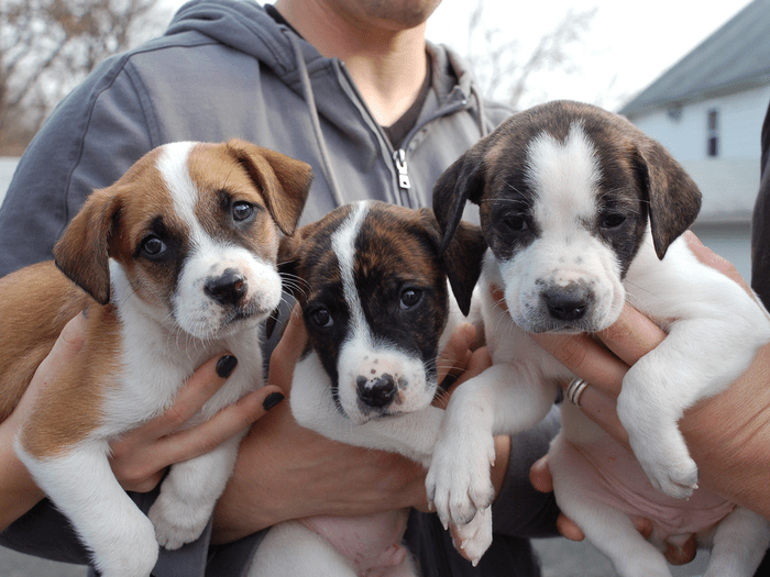 What Color Is Your Dog’s Personality? Oh Mi Dog